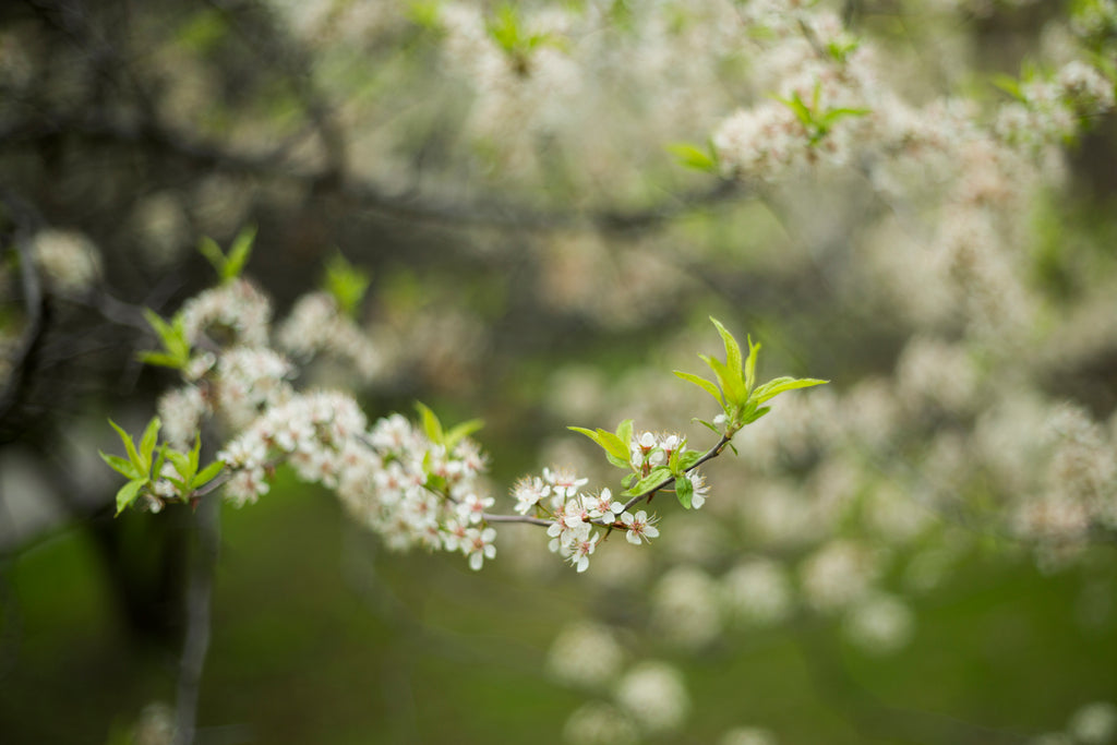 Budding Blossoms